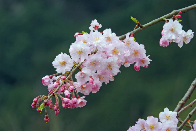 枝垂れ桜 2