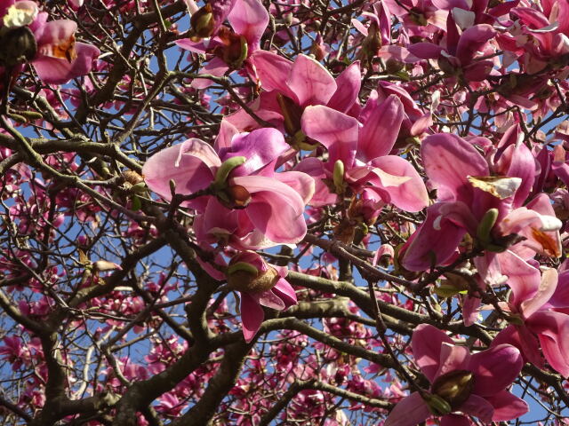 モクレンの花 春の晴れた日に