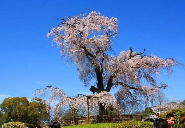 円山公園