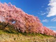 河津町の河津桜