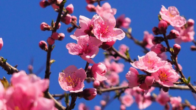 古河公方公園の花桃