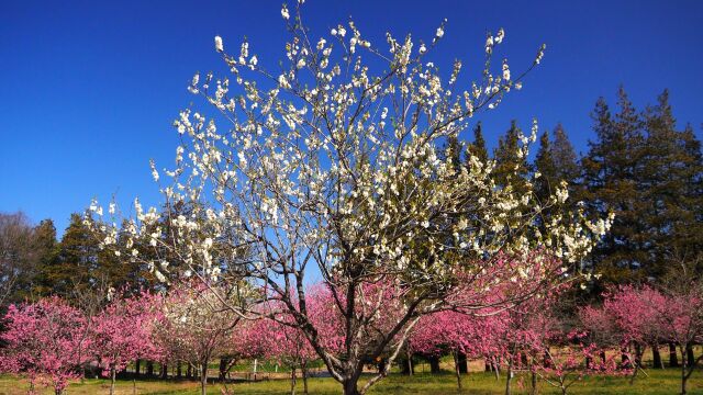 古河公方公園の花桃