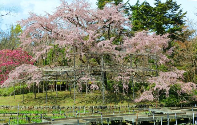 京都府立植物園