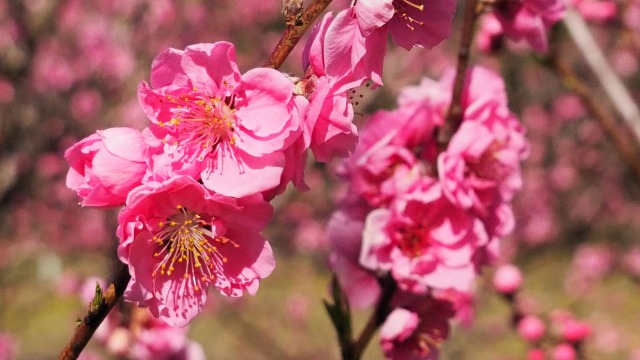 古河公方公園の花桃