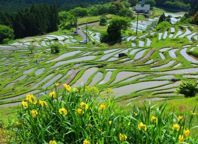 春の棚田