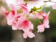 三ッ池公園の河津桜