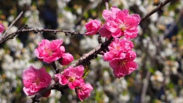 古河公方公園の花桃