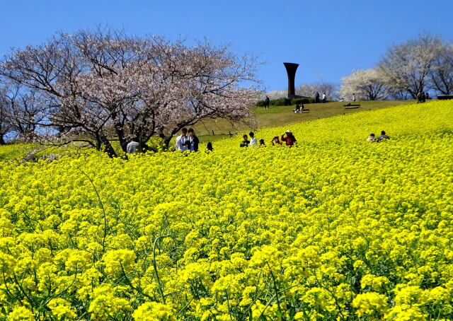 菜の花いっぱいの白木峰高原