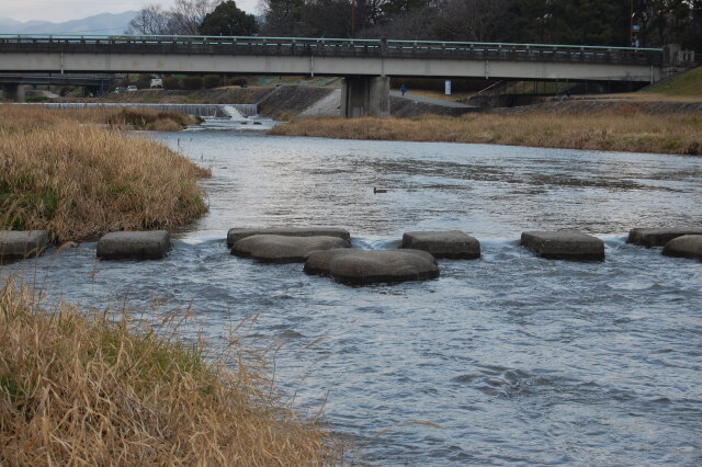 川の流れのように(鴨川) 2024年