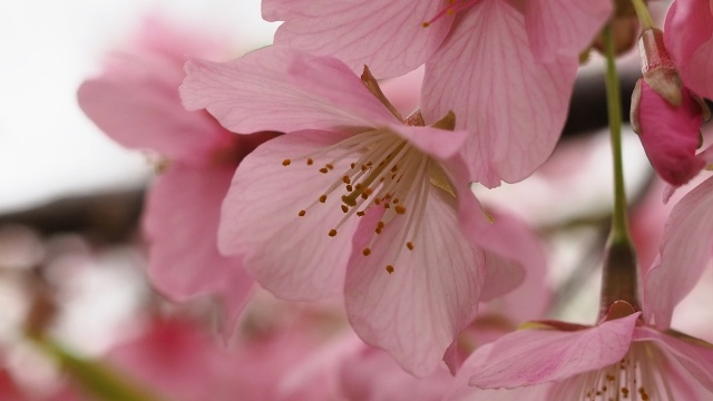 三ッ池公園の河津桜