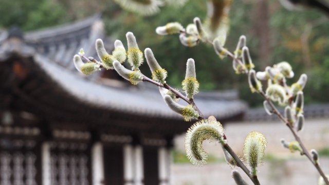 三ッ池公園のネコヤナギ