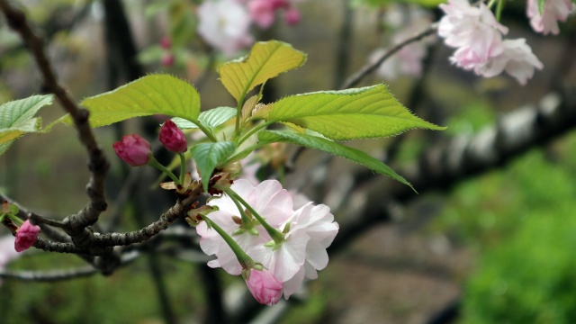 ささやかに桜