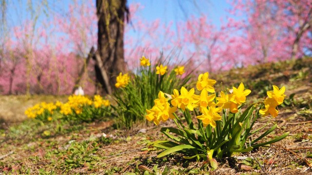 古河公方公園の花桃と水仙