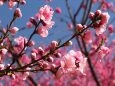 古河公方公園の花桃