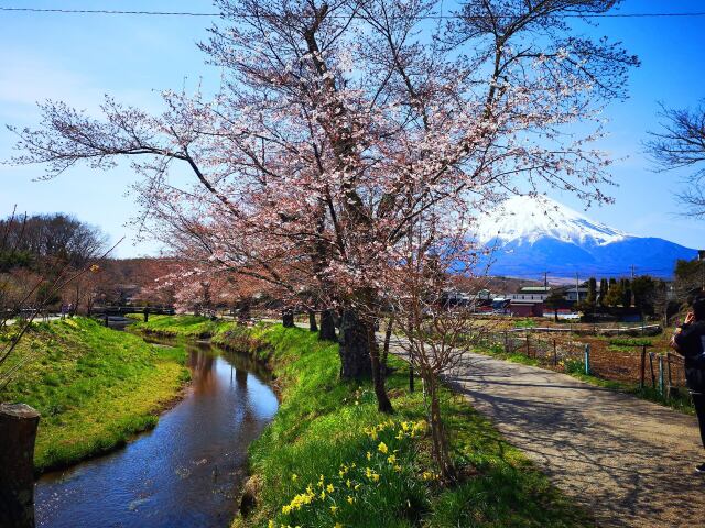 忍野八海