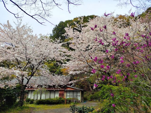 桜と古民家