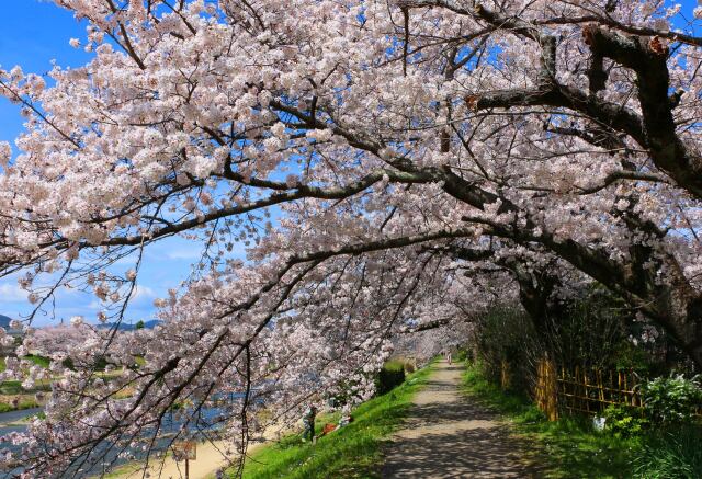 鴨川堤桜のトンネル