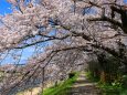 鴨川堤桜のトンネル