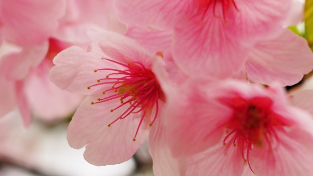 三ッ池公園の河津桜