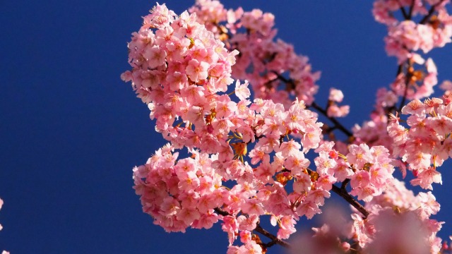 魚津市の河津桜