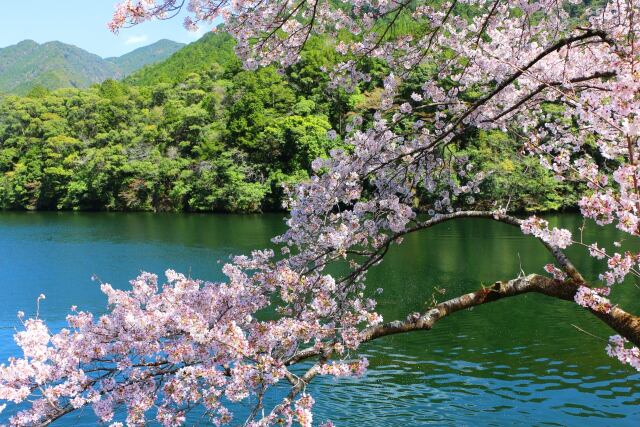 ダム湖と桜