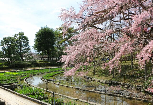 京都府立植物園