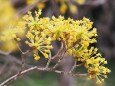 三ッ池公園の山茱萸