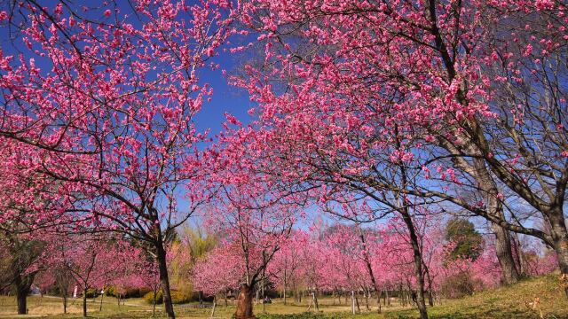 古河公方公園の花桃