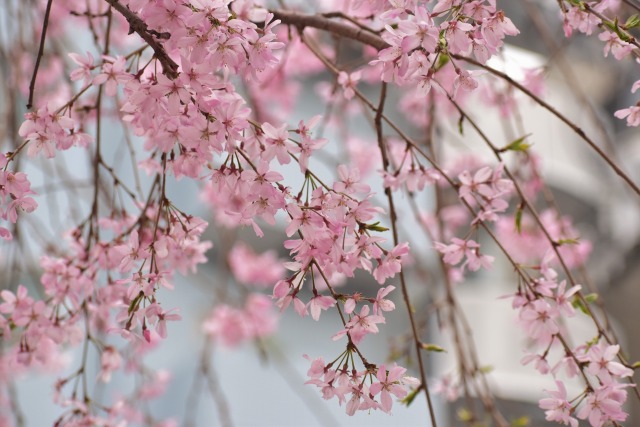 枝垂れ桜