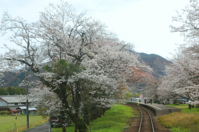 樽見鉄道車窓より