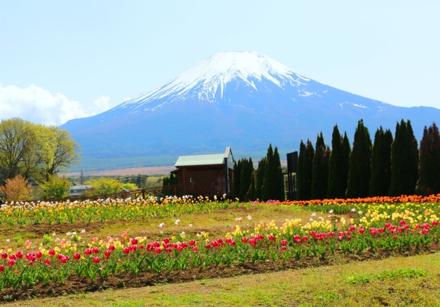 山中湖花の都公園