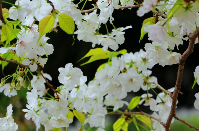 桜の花