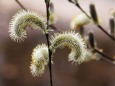 三ッ池公園のネコヤナギ