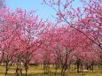 古河公方公園の花桃