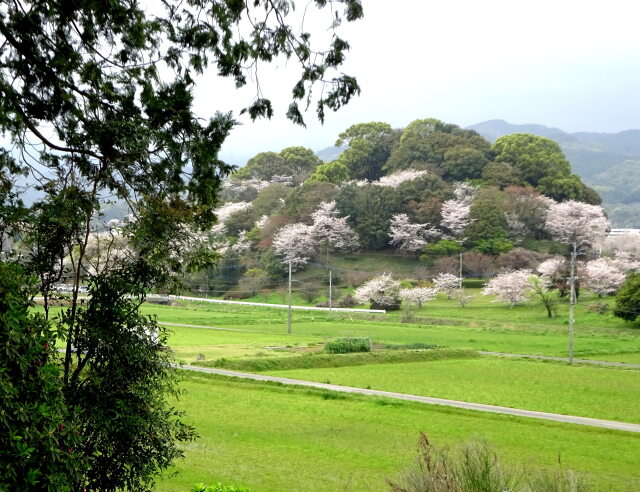 小さな神社がある里山の桜