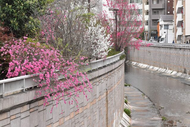 花桃の咲く川べり