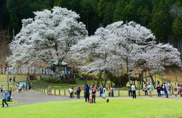 根尾谷淡墨桜