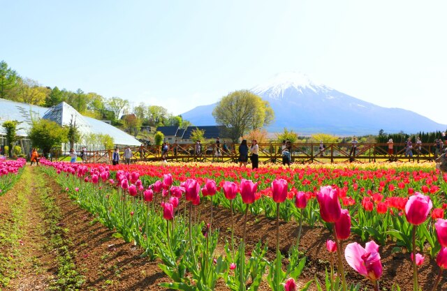 山中湖花の都公園