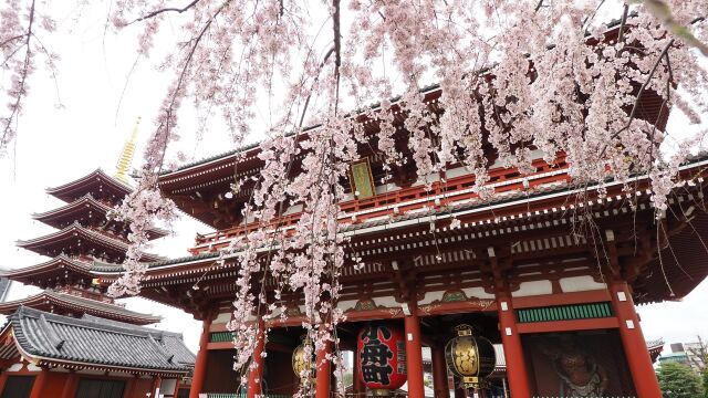 浅草寺のしだれ桜