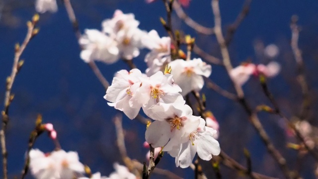 丸岡城の冬桜