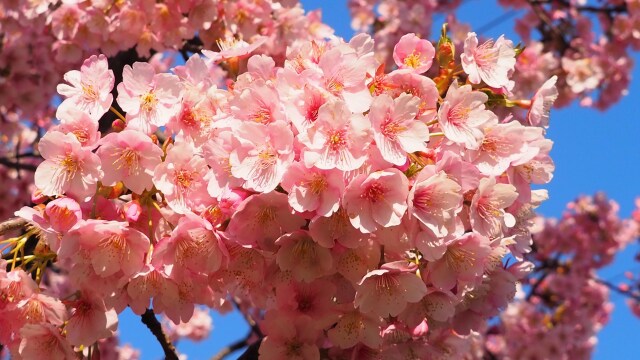 魚津の河津桜