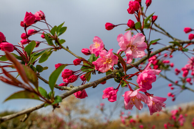 花海棠