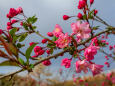 花海棠