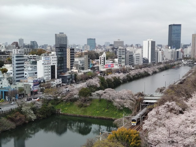 桜並木を走る総武線