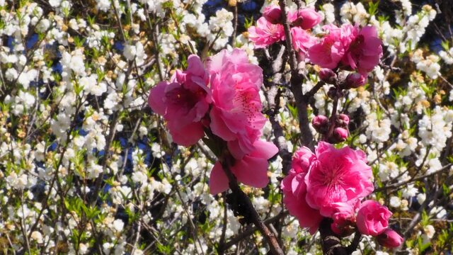 古河公方公園の花桃