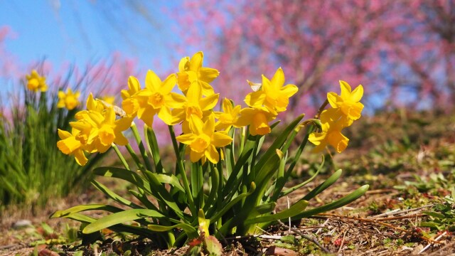 古河公方公園の花桃と水仙