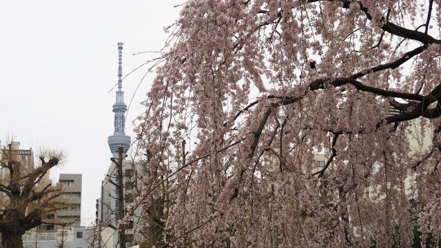 浅草寺のしだれ桜とスカイツリー