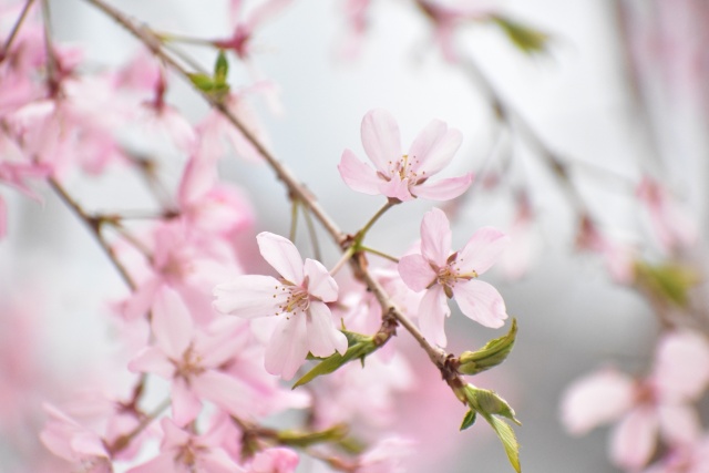 しだれ桜