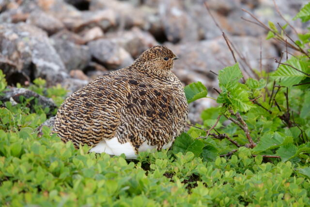 雷鳥坂のママ雷鳥