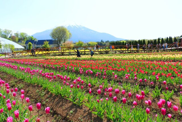 山中湖花の都公園